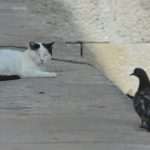 Photo Gallery: The Old Town was filled with visitors! 17 Stradun