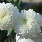 All Saints' Day in Dubrovnik 16 All Saints