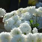 All Saints' Day in Dubrovnik 7 All Saints