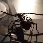 Children enjoyed 'The night of cave animals' at Aquarium 9 Children workshops in Aquarium