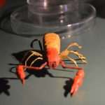 Children enjoyed 'The night of cave animals' at Aquarium 6 Children workshops in Aquarium