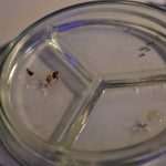 Children enjoyed 'The night of cave animals' at Aquarium 5 Children workshops in Aquarium