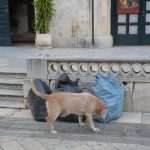 Photo Gallery: Dubrovnik in the morning! 15 Dubrovnik today