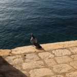 Dubrovnik from the visitor’s perspective! 6 Photo Zvonimir Justament