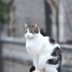 Photo Gallery: Sunny winter came back to town 17 Winter in DUbrovnik