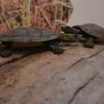 Photo Gallery: Museum Night in Dubrovnik 8 Museum night Dubrovnik 2015