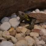 Photo Gallery: Museum Night in Dubrovnik 9 Museum night Dubrovnik 2015