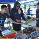 Photo Gallery: Ston promotes its famous Oysters 52 Ston Oyster Day 2015