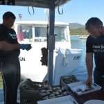 Photo Gallery: Ston promotes its famous Oysters 63 Ston Oyster Day 2015