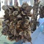 Photo Gallery: Ston promotes its famous Oysters 27 Ston Oyster Day 2015