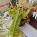 mediteranski-sajam2 (18)