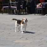 Photo gallery: Sunny side of Saturday 7 Sunny Stradun 29