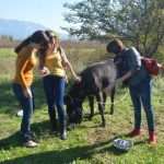 cadmos adrenalin5836