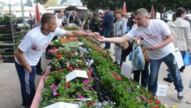 Photo: Dubrovnik Flower Fair impressed tourists 1 Flower Fair Dubrovnik
