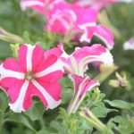 Photo: Dubrovnik Flower Fair impressed tourists 8 Flower Fair Dubrovnik