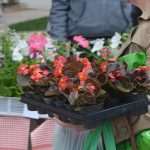 Photo: Dubrovnik Flower Fair impressed tourists 9 Flower Fair Dubrovnik