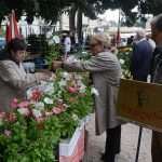 Photo: Dubrovnik Flower Fair impressed tourists 4 Flower Fair Dubrovnik