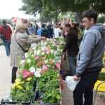 Photo: Dubrovnik Flower Fair impressed tourists 16 Flower Fair Dubrovnik
