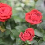 Photo: Dubrovnik Flower Fair impressed tourists 17 Flower Fair Dubrovnik