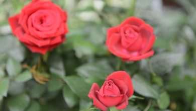 Flower Fair Dubrovnik