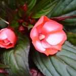 Photo: Dubrovnik Flower Fair impressed tourists 18 Flower Fair Dubrovnik