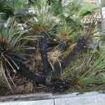 Photo Gallery: Goodbye school! 5 maturanti5 11