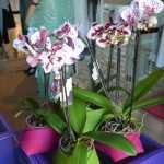 Croatian design for the whole world: 2nd Design Tourism Expo & Store exhibition 15 design expo 23