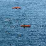 Tourists cheered during water polo matches 14 divlja sulic1 7