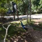 Island Lokrum - Guardian of Pearl of the Adriatic whose history dates back to prehistory 1 lokrum