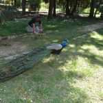 Island Lokrum - Guardian of Pearl of the Adriatic whose history dates back to prehistory 4 lokrum