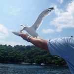 Live Like a Local: Have You Heard About Captain Srdan and His Fish Picnic? 2 p18mn639gk1bmm1ogtc0t11881t6i1c1