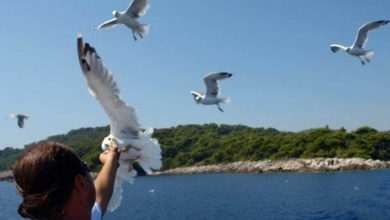 Live Like a Local: Have You Heard About Captain Srdan and His Fish Picnic? 1 p18mn639gn2ab11bm15de7h414b01h