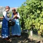 konavle grapes