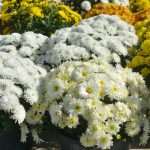 Photo Gallery: Everything is Prepared For the Feast of All Saints 7 all saints