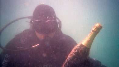 Unique Souvenir: Each Bottle is a Miracle of Nature! 1 Edivo vina 17