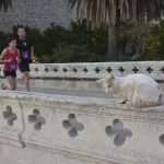 Dino Bosnjak Wins This Year's DuRun10K Marathon 40 du run 9