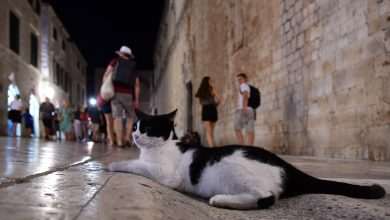 CATS OF DUBROVNIK Adorable, Lovable and So Fluffy 1 cats