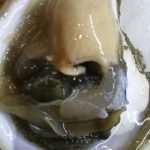 Photo Gallery: Ston Oyster Day 2016! 29 kamenice ston 2016 27