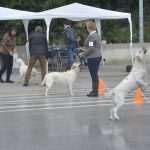 Photo Gallery: More Than 800 Dogs From Three Continents Gathered in Dubrovnik 26 cacib psi008