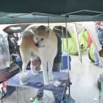 Photo Gallery: More Than 800 Dogs From Three Continents Gathered in Dubrovnik 25 cacib psi013