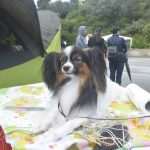 Photo Gallery: More Than 800 Dogs From Three Continents Gathered in Dubrovnik 24 cacib psi015