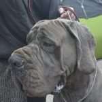 Photo Gallery: More Than 800 Dogs From Three Continents Gathered in Dubrovnik 20 cacib psi017