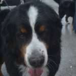 Photo Gallery: More Than 800 Dogs From Three Continents Gathered in Dubrovnik 21 cacib psi019