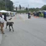 Photo Gallery: More Than 800 Dogs From Three Continents Gathered in Dubrovnik 19 cacib psi027