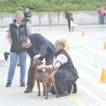 Photo Gallery: More Than 800 Dogs From Three Continents Gathered in Dubrovnik 18 cacib psi029