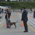 Photo Gallery: More Than 800 Dogs From Three Continents Gathered in Dubrovnik 17 cacib psi030