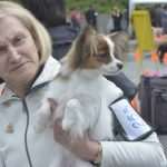 Photo Gallery: More Than 800 Dogs From Three Continents Gathered in Dubrovnik 16 cacib psi032