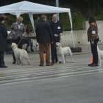 Photo Gallery: More Than 800 Dogs From Three Continents Gathered in Dubrovnik 12 cacib psi034