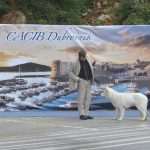 Photo Gallery: More Than 800 Dogs From Three Continents Gathered in Dubrovnik 13 cacib psi040