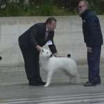 Photo Gallery: More Than 800 Dogs From Three Continents Gathered in Dubrovnik 11 cacib psi046